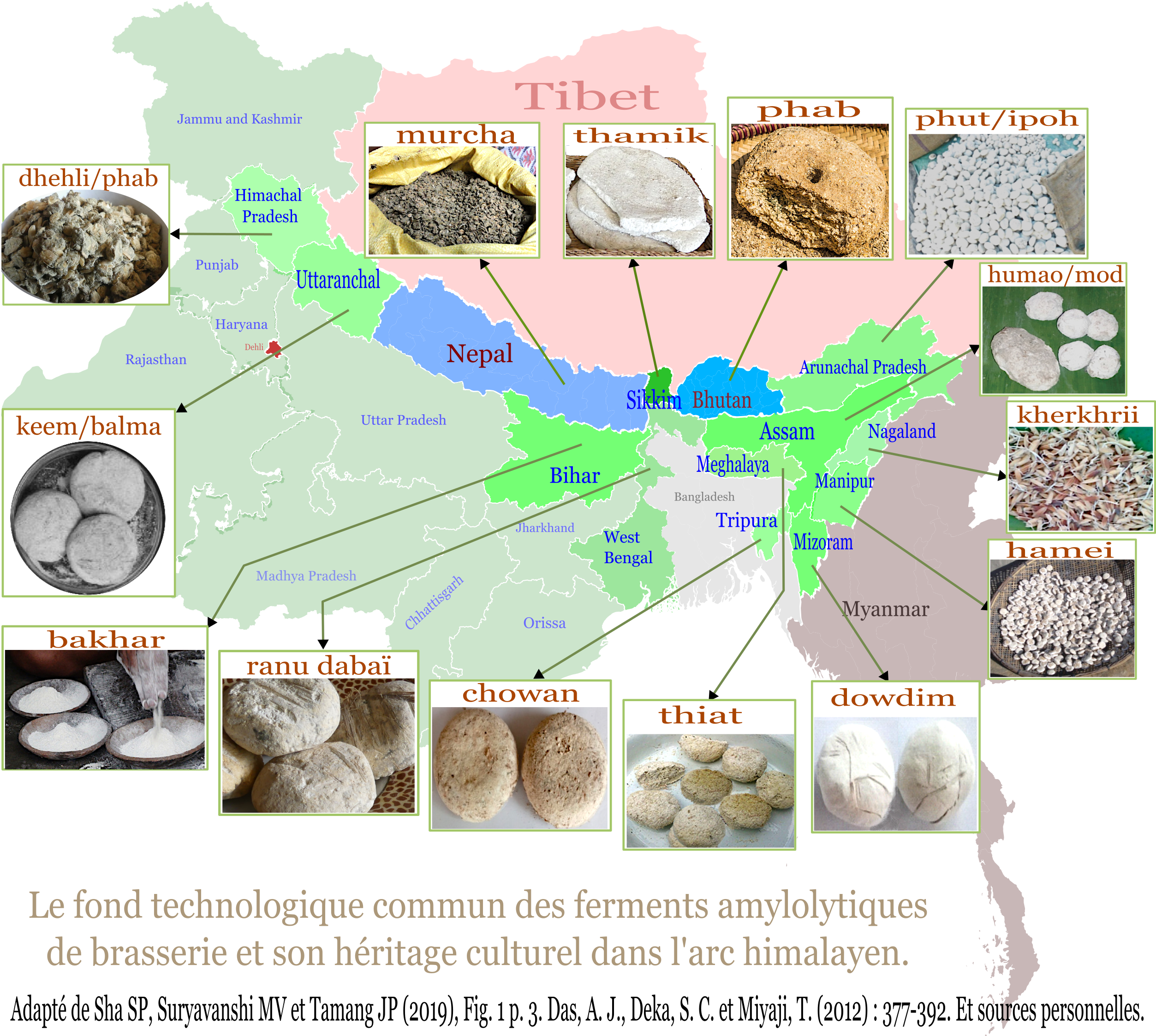 Ferments à bière de l'arc Himalayen 